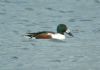 Shoveler at Paglesham Lagoon (Steve Arlow) (42374 bytes)